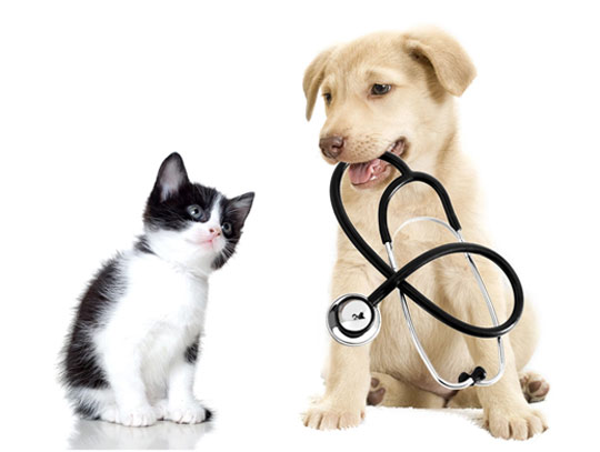 Arch Veterinary Services